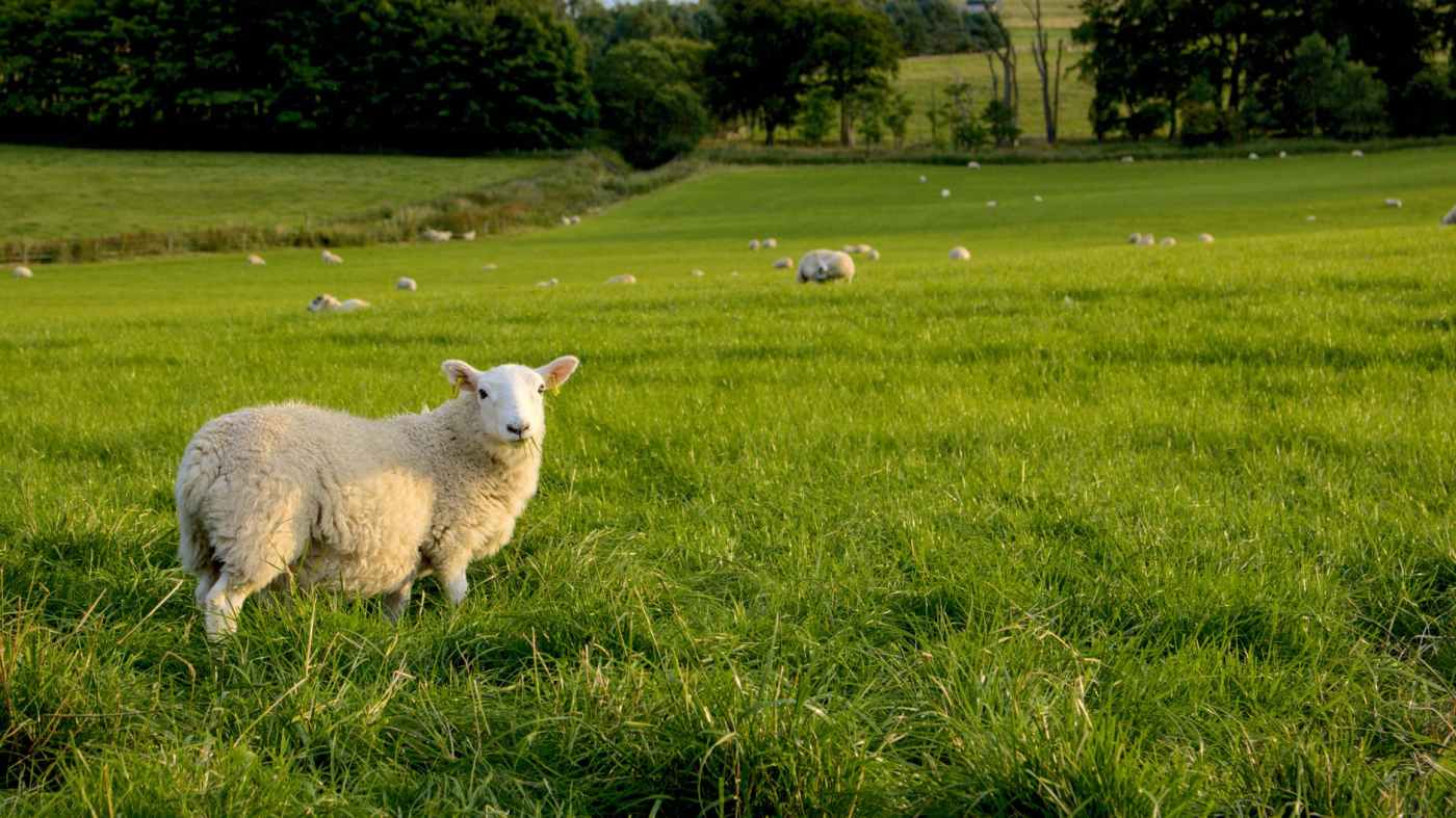 sheep on the grassy field